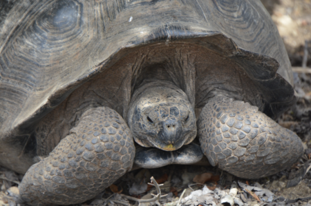 Giant Galapagos turtle in shell for the purpose of showing their incredible comeback from 15 to 2000 turtles existing