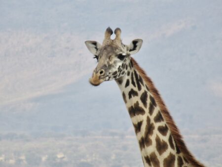 A photo of a giraffe taken in The Serengeti in Tanzania in 2021 by Emily Adams.